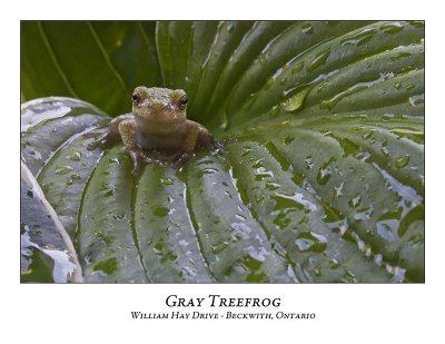 Gray Treefrog-008