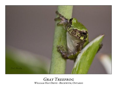 Gray Treefrog-010