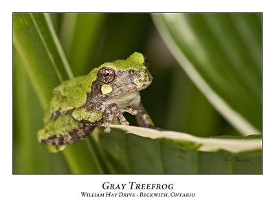 Gray Treefrog-012