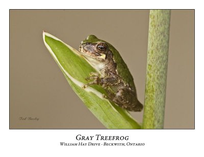 Gray Treefrog-015