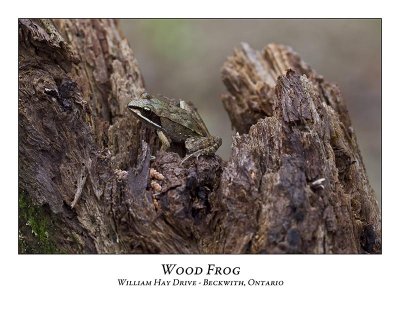 Wood Frog-001