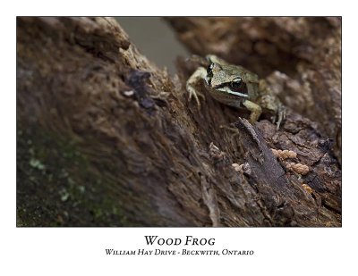 Wood Frog-002