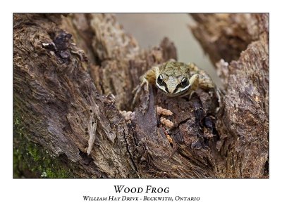 Wood Frog-003