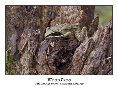 Wood Frog-004