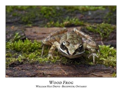 Wood Frog-005