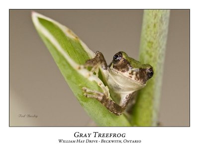 Gray Treefrog-016