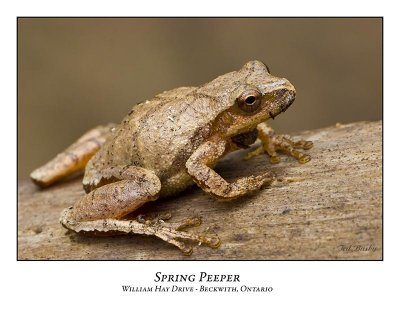 Spring Peeper-001