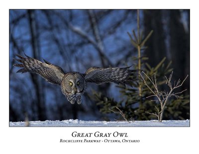 Great Gray Owl-198