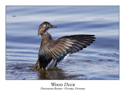 Wood Duck-022