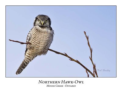 Northern Hawk-Owl-085