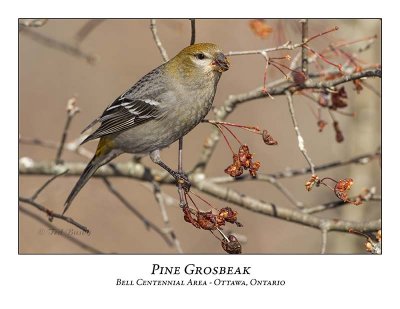 Pine Grosbeak-030