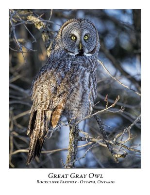 Great Gray Owl-199