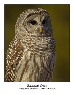 Barred Owl-034
