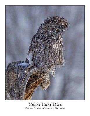 Great Gray Owl-200