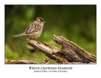 White-crowned Sparrows