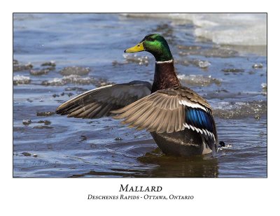 Mallard-016