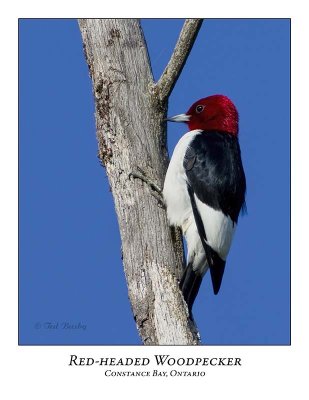 Red-headed Woodpecker-008
