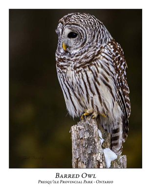 Barred Owl-035