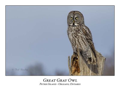 Great Gray Owl-201