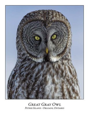Great Gray Owl-202