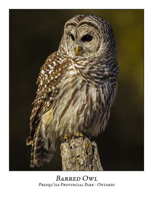 Barred Owl-036