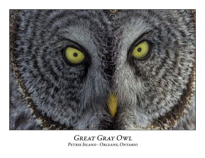 Great Gray Owl-203