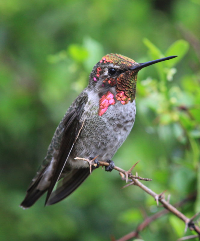 Annas Hummingbird (Calypte anna)