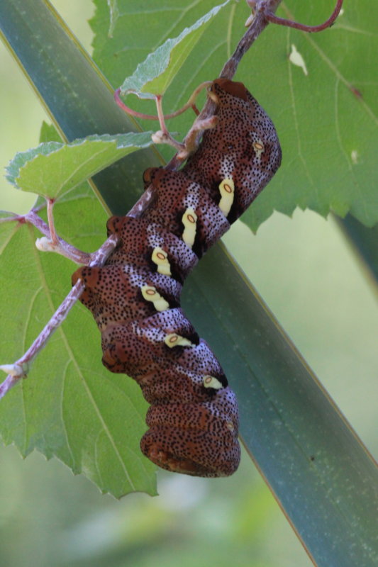 Eumorpha sp.