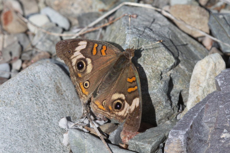 Common Buckeye (Junonia coenia)