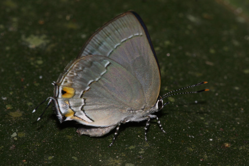 Theclopsis demea