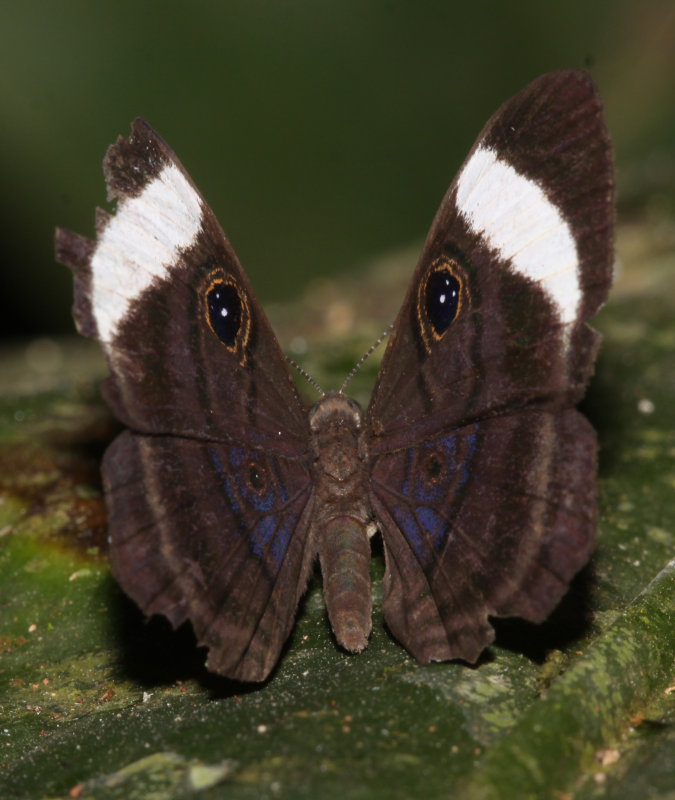 Mesosemia asa iphigenia - female