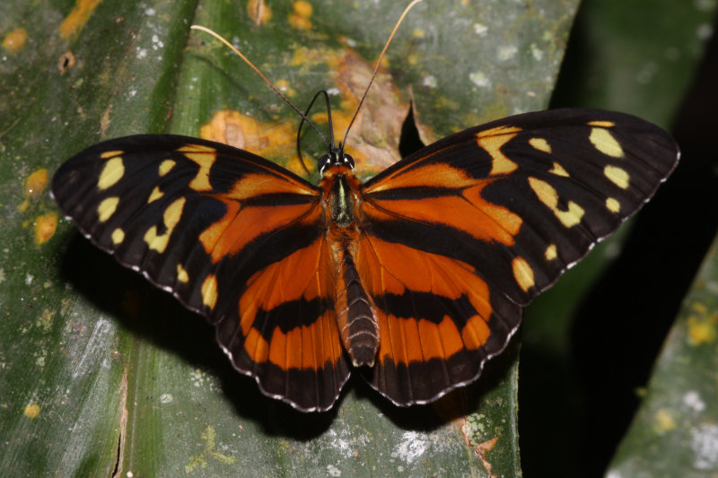 Tithorea harmonia