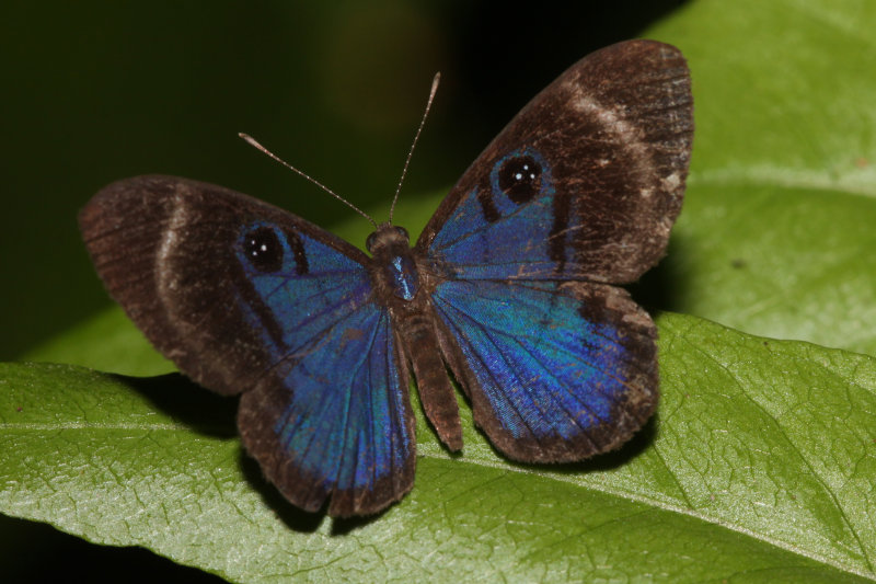 Mesosemia asa iphigenia