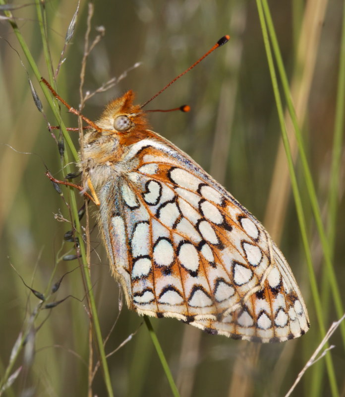 Mormon Fritillary (Speyria mormonia luski)