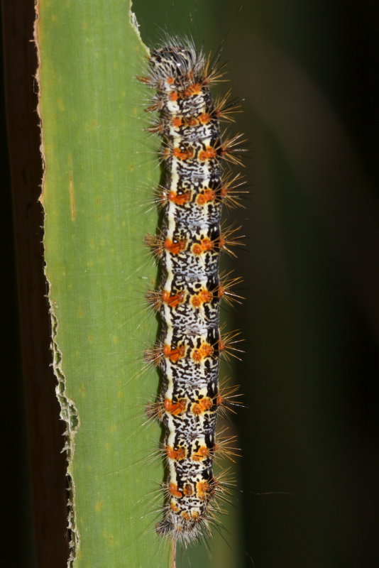 Henrys Marsh Moth (Simyra insularis) - larva