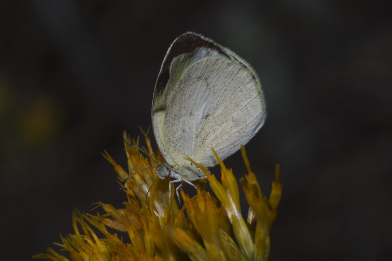 Barred Yellow (Eurema daira)