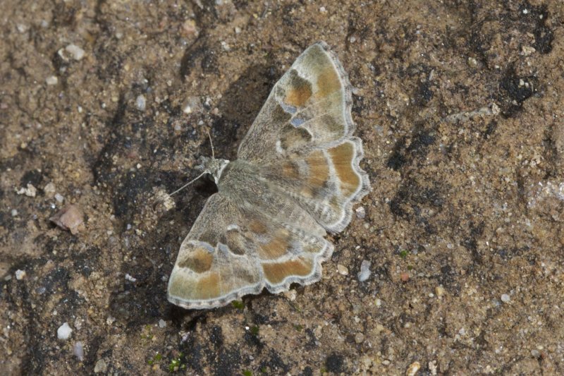 Arizona Powdered-Skipper (Systasea zampa)