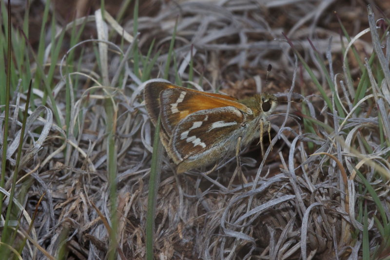 Morrisons Skipper (Stinga morrisoni) 