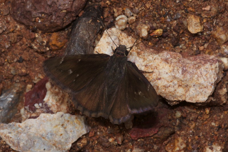 Northern Cloudywing (Thorybes pylades)