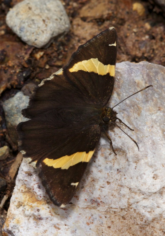 Golden Banded-Skipper (Autochon cellus)