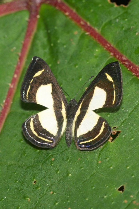 Baeotis elegantula  EH9A6206.jpg