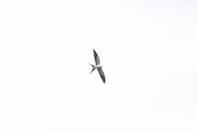 Swallow-tailed Kite  EH9A7987.jpg