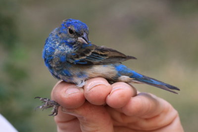 Indigo Bunting