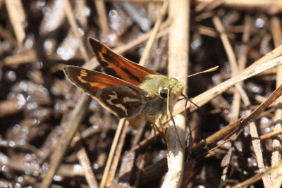  Morrisons Skipper (Stinga morrisoni)