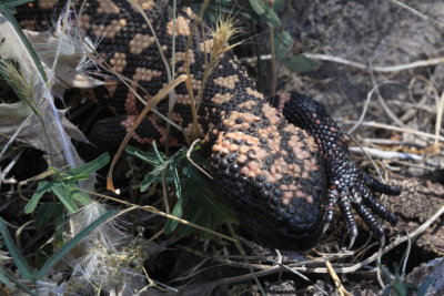 Gila Monster