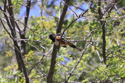 Spotted Towhee