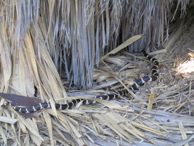 California Kingsnake