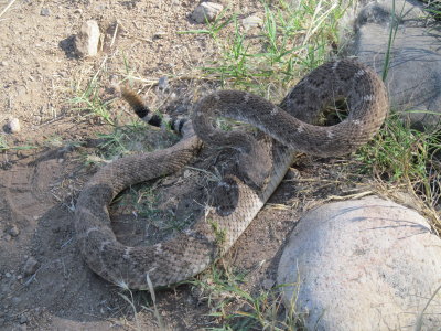 Western Diamondback Rattlesnake