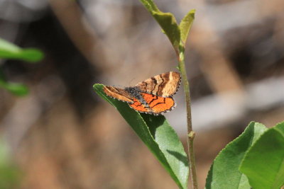 Red-winged Wave (Dasyfidonia avuncularia)