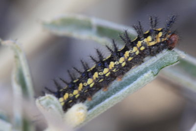 Fulvia Checkerspot (Chlosyne fulvia)